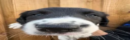 Mixed Breed dogs for sale: Bedlington whippet x springer spaniel puppys - Advert 10