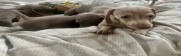 Miniature Dachshund dogs for sale: Miniature Dutch hound puppies - Advert 12