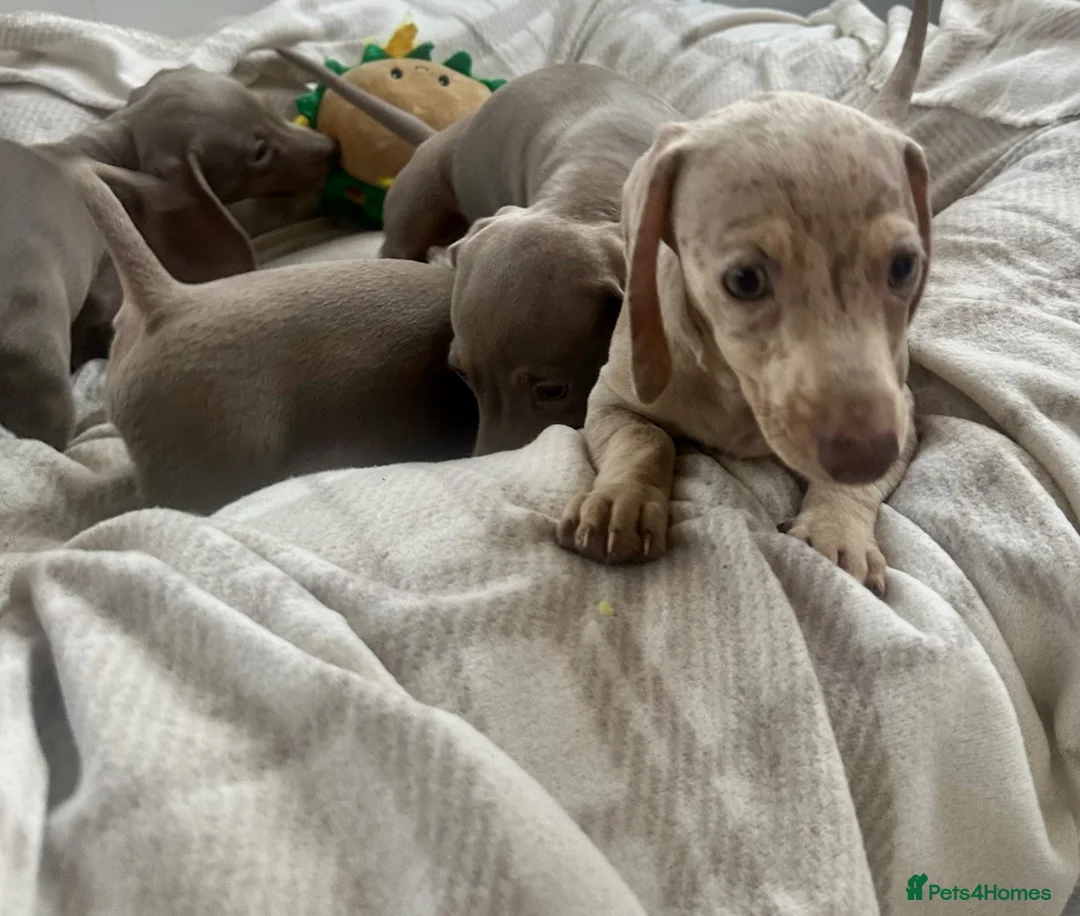 Miniature Dachshund dogs for sale: Miniature Dutch hound puppies - Advert 12