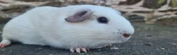 Guinea Pig rodents for sale: Male smooth haired guinea pigs - Advert 3