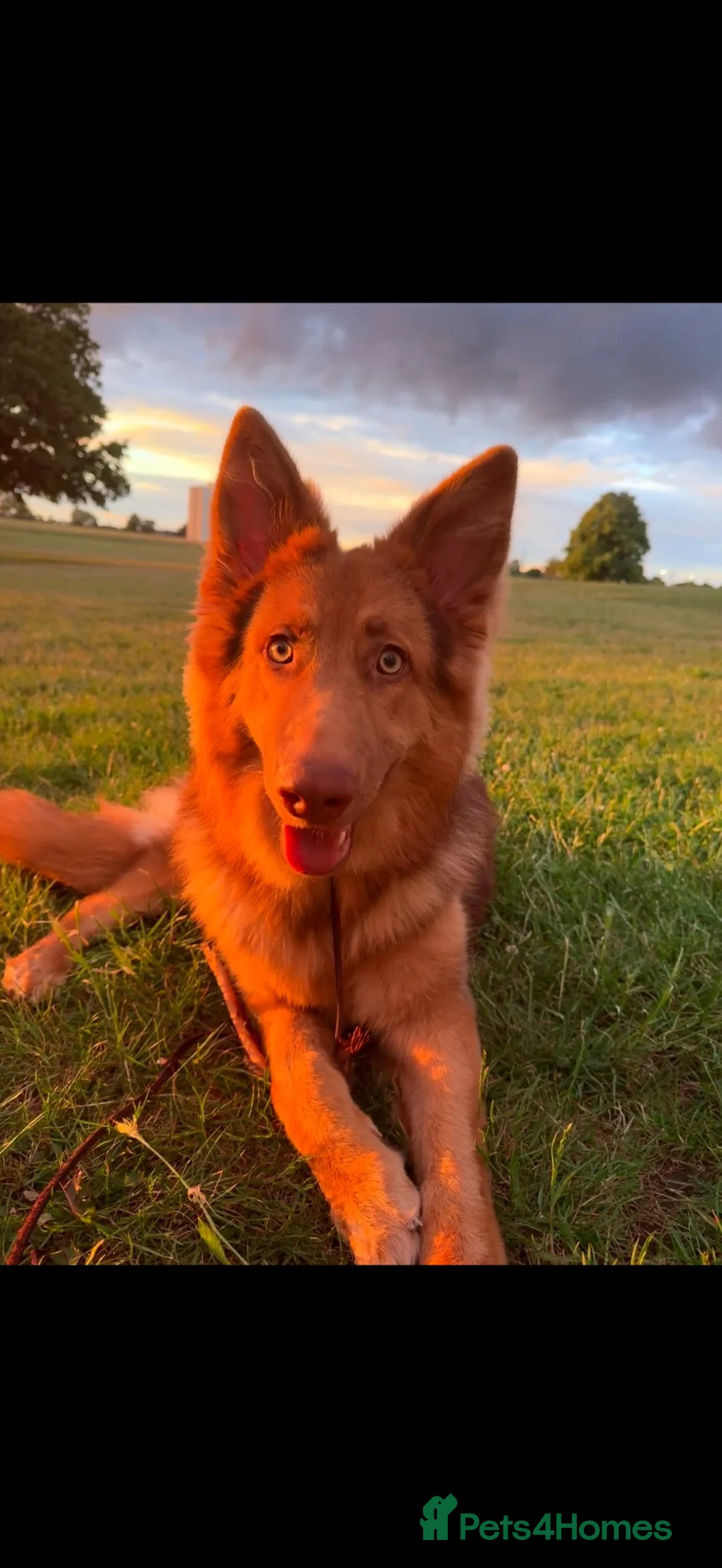 German Shepherd dogs for sale: Liver and tan German shepherd  - Advert 9