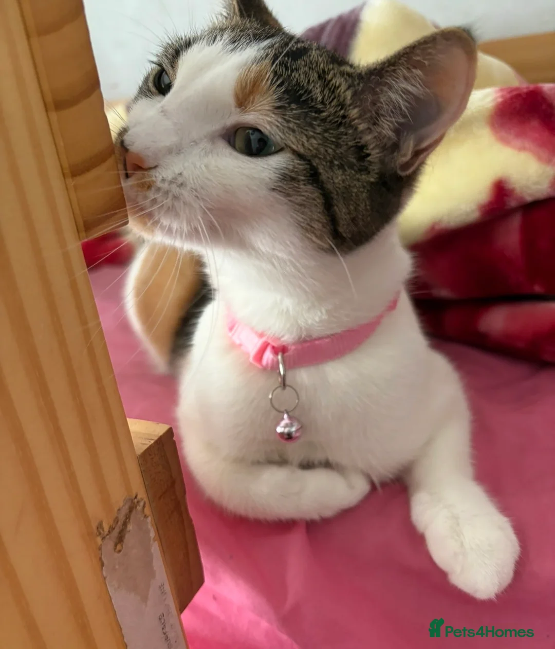 Mixed Breed cats for sale: Adorable kittens looking for loving homes  - Advert 2