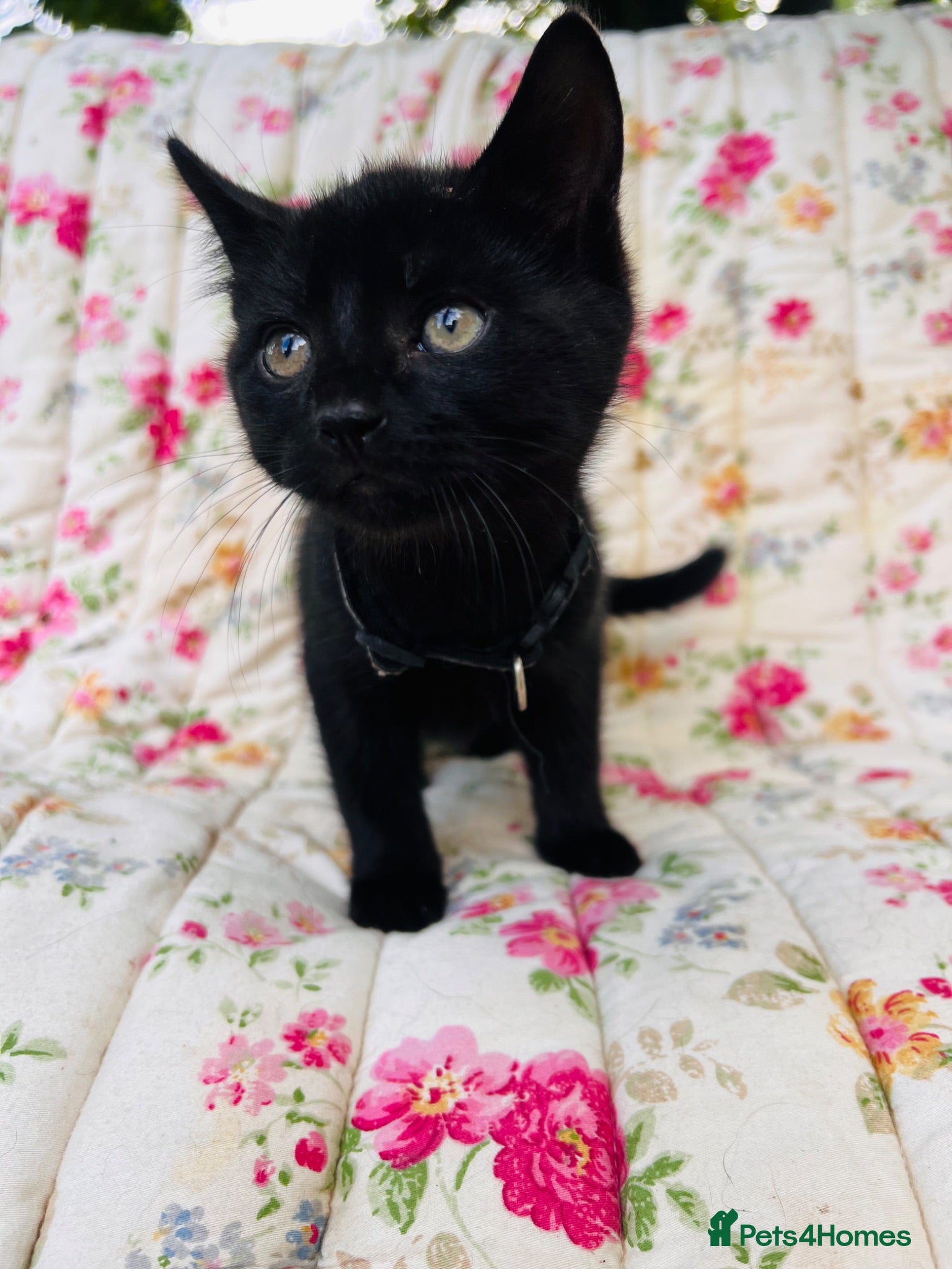Mixed Breed cats *ONLY 2 REMAINING* 5 Beautiful, Confident Kittens - Advert 2