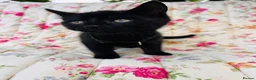 Mixed Breed cats for sale: *READY NOW* 5 Beautiful, Confident Kittens - Advert 7
