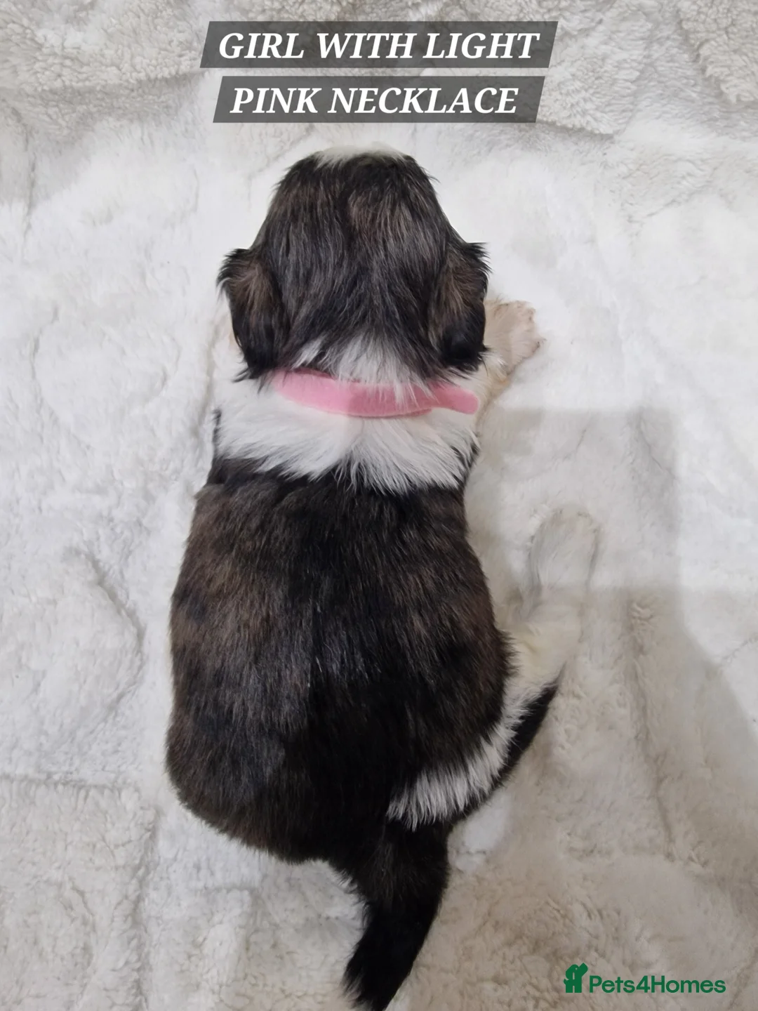 Shih Tzu dogs for sale: Pure breed Shih Tzu 1 sweet girls puppy - Advert 4