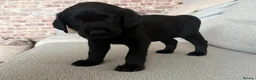 Labrador Retriever dogs for sale: Beautiful litter of puppies  - Advert 14