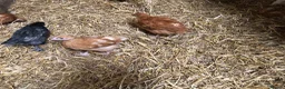 Chickens poultry for sale: Happy healthy pullets. - Advert 10