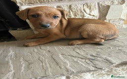 Mixed Breed dogs for sale: Beautiful puppies available  - Image 4