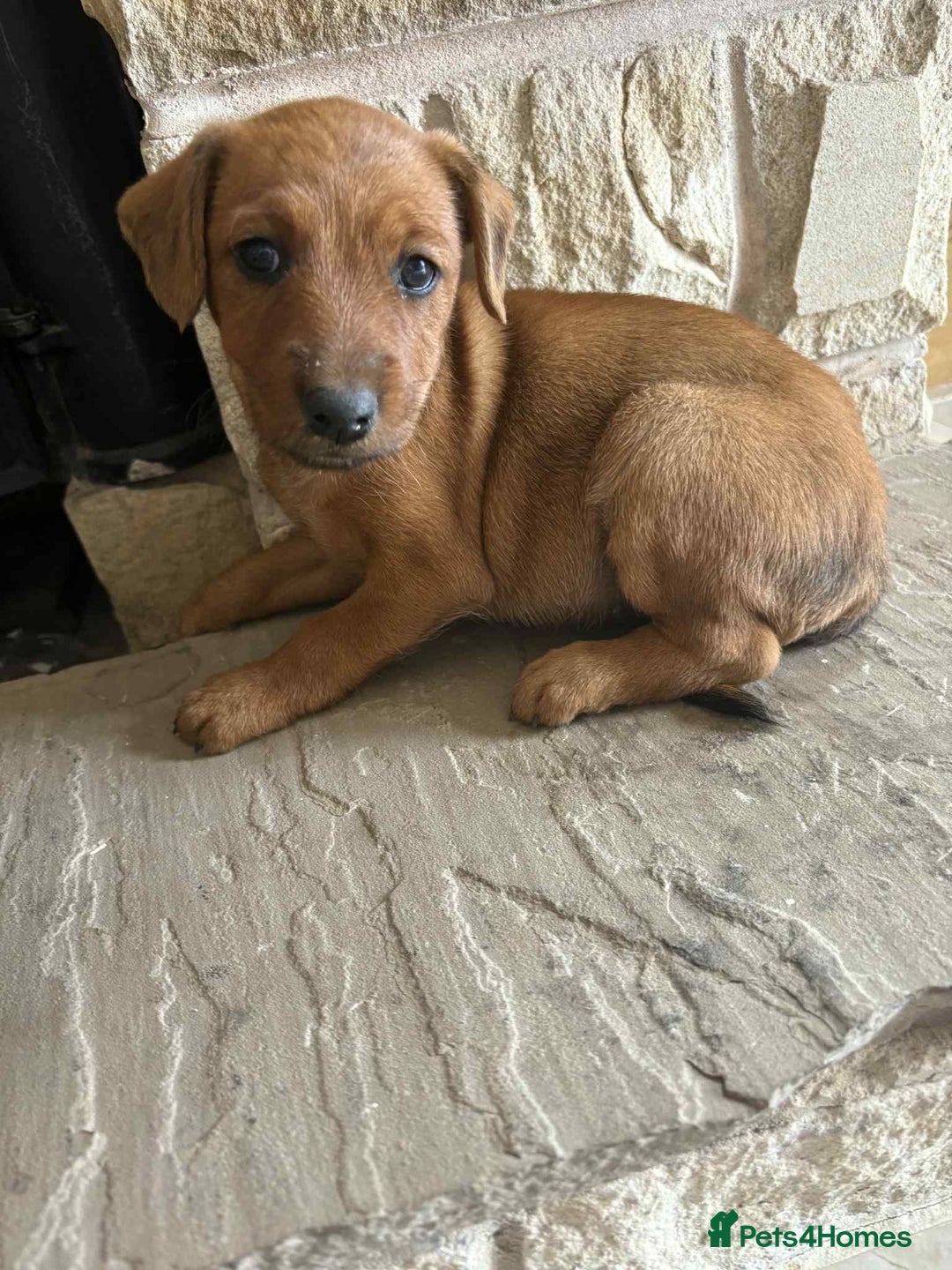 Mixed Breed dogs for sale: Beautiful puppies available  - Image 4