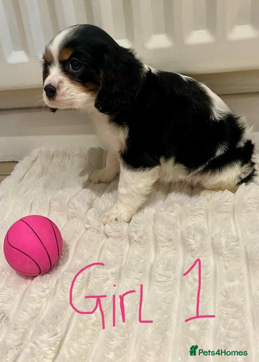 Cavalier King Charles Spaniel dogs for sale: Pure king charles cavalier puppys - Advert 3