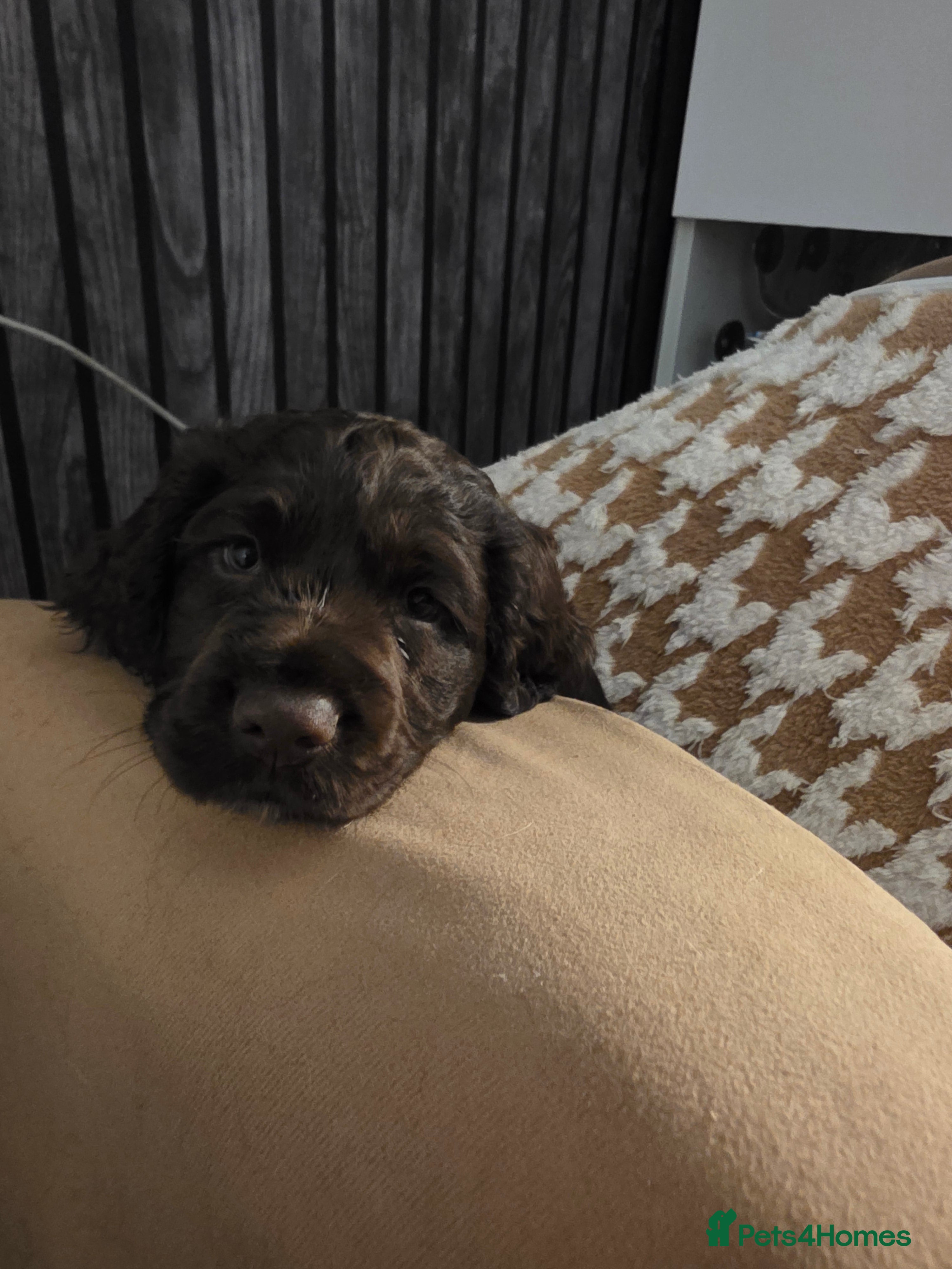 Cocker Spaniel dogs for sale: KC Reg Working Cocker Spaniel Pups ** 1 Boy Left** - Advert 7