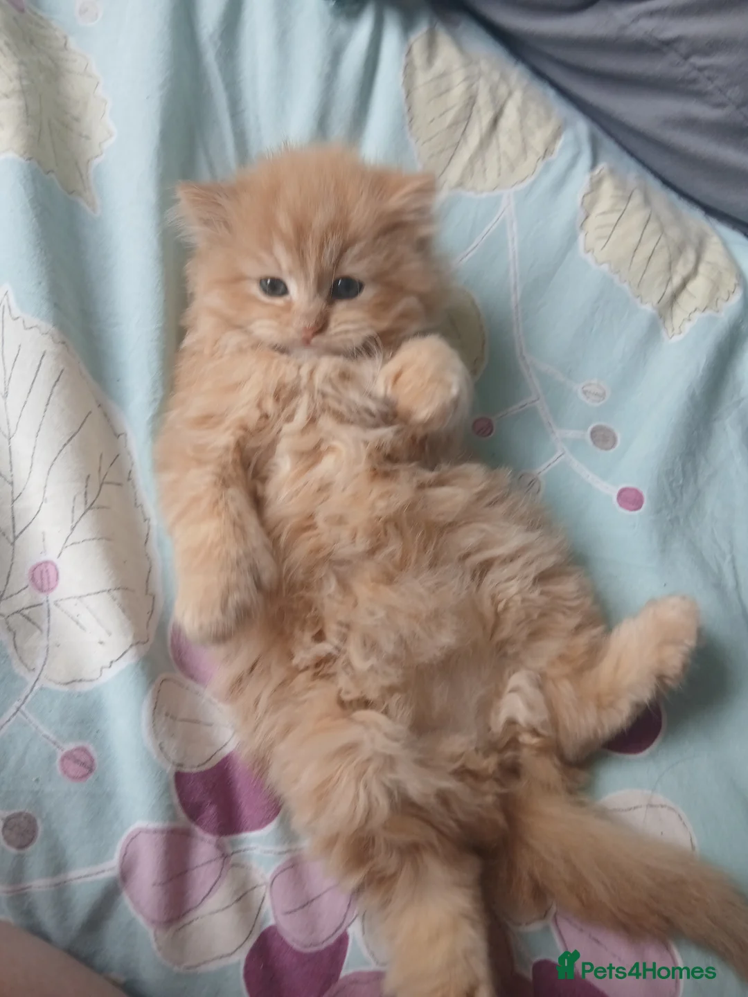 Mixed Breed cats for sale: Beautiful pair of kittens.  in Abergavenny - Advert 1
