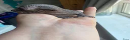 Sphynx cats for sale: Sphinx babies - Advert 7