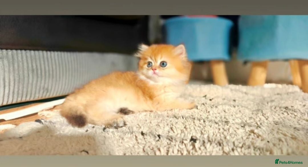 British Longhair cats 🐾🐾♥️Baby boy - golden black shaded boy🐾🐾♥️ - Advert 13
