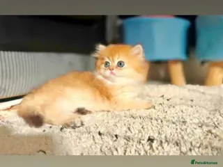British Longhair cats 🐾🐾♥️Baby boy - golden black shaded boy🐾🐾♥️ - Advert 13