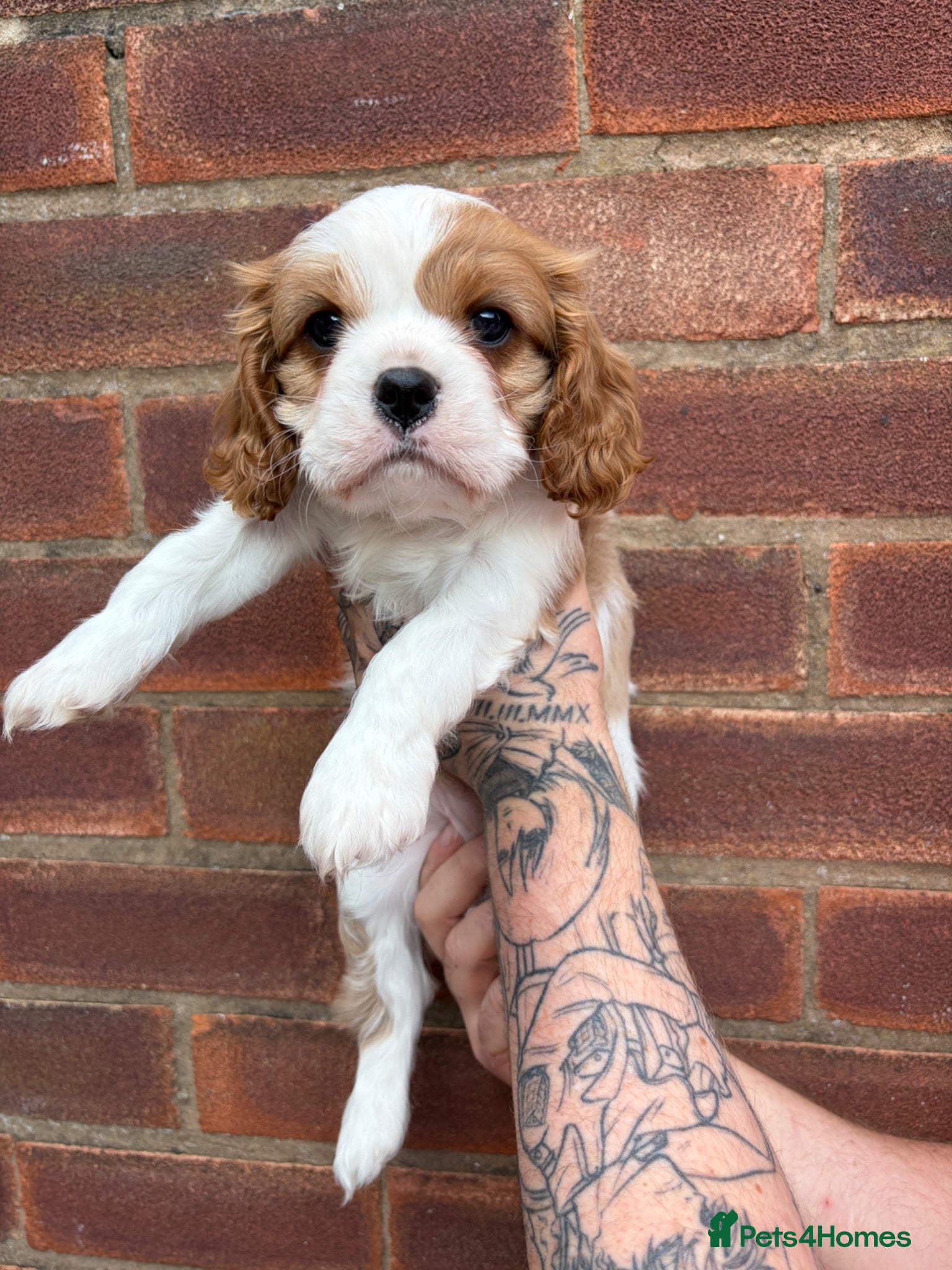 Cavalier King Charles Spaniel dogs Beautiful Blenheim puppies  - Advert 3