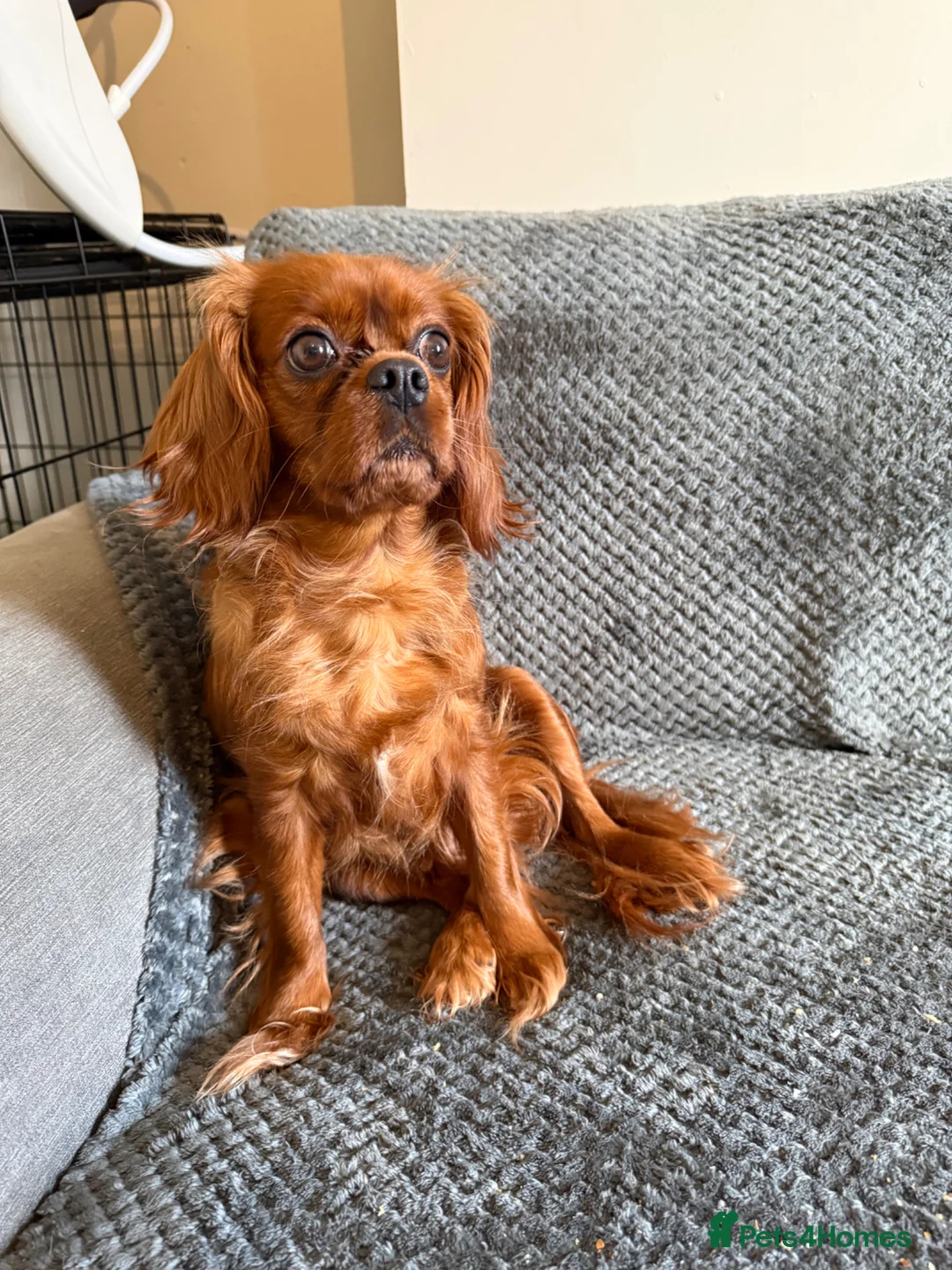 Cavalier King Charles Spaniel dogs for sale: Lovely Cavalier  - Advert 3
