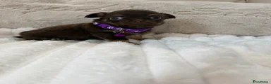 Purple collar