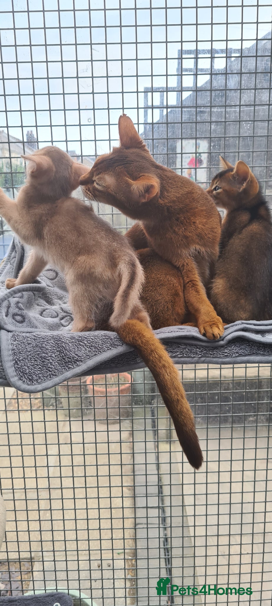 Abyssinian cats Beautiful pedigree tica abyssinian kittens - Advert 1