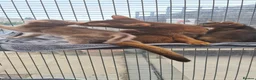 Abyssinian cats for sale: Beautiful pedigree tica abyssinian kittens - Advert 6