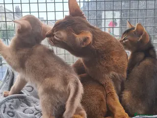 Abyssinian cats Beautiful pedigree tica abyssinian kittens - Advert 1