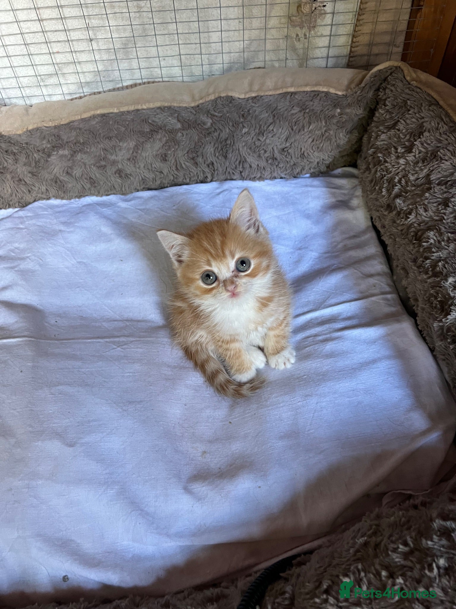 Persian cats Persian x British short haired  - Advert 1