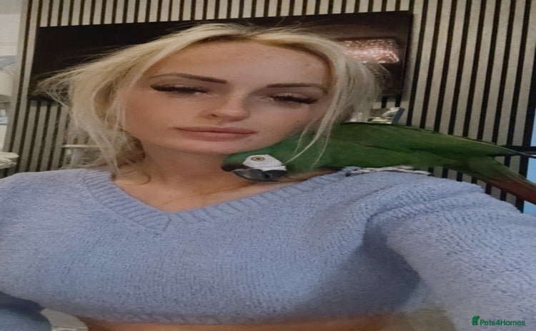 Macaws birds Talking chestnut fronted macaw  - Advert 3