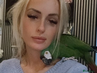 Macaws birds Talking chestnut fronted macaw - Advert 15