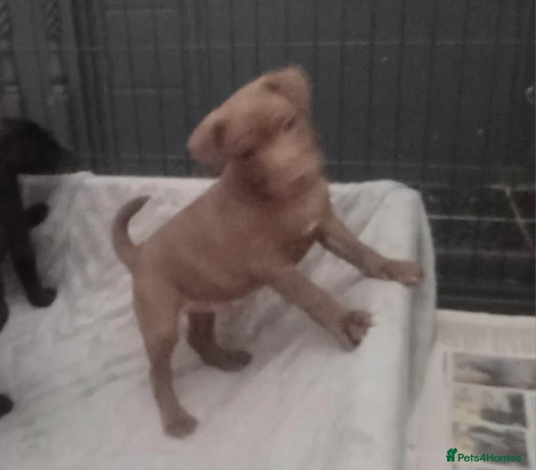 Patterdale Terrier dogs for sale: PATTERDALE PUPS FOR SALE READDY NOW  in Birkenhead - Advert 3