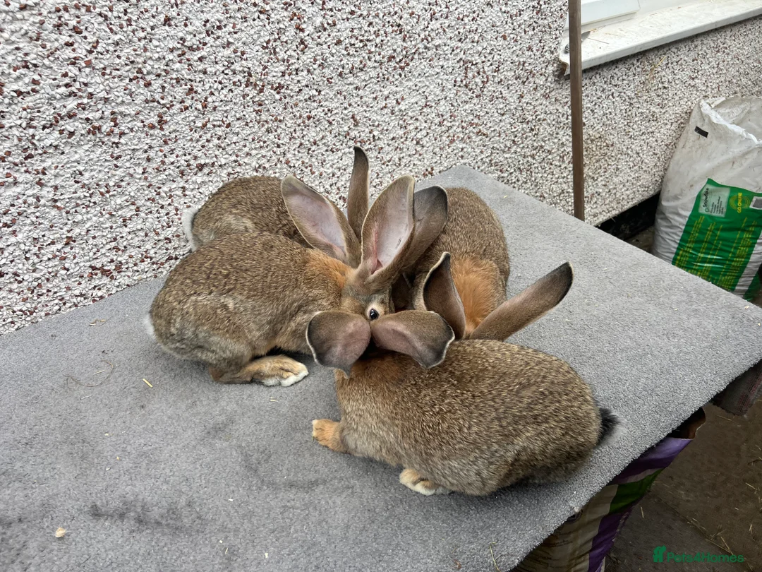 Continental Giant rabbits for sale: Giant continental  - Advert 11