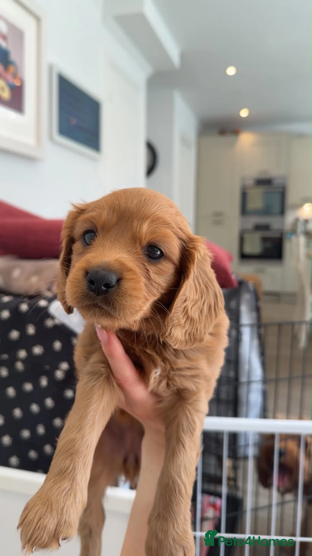 Cavapoo dogs for sale: Cavapoo girl  in Warminster - Advert 4