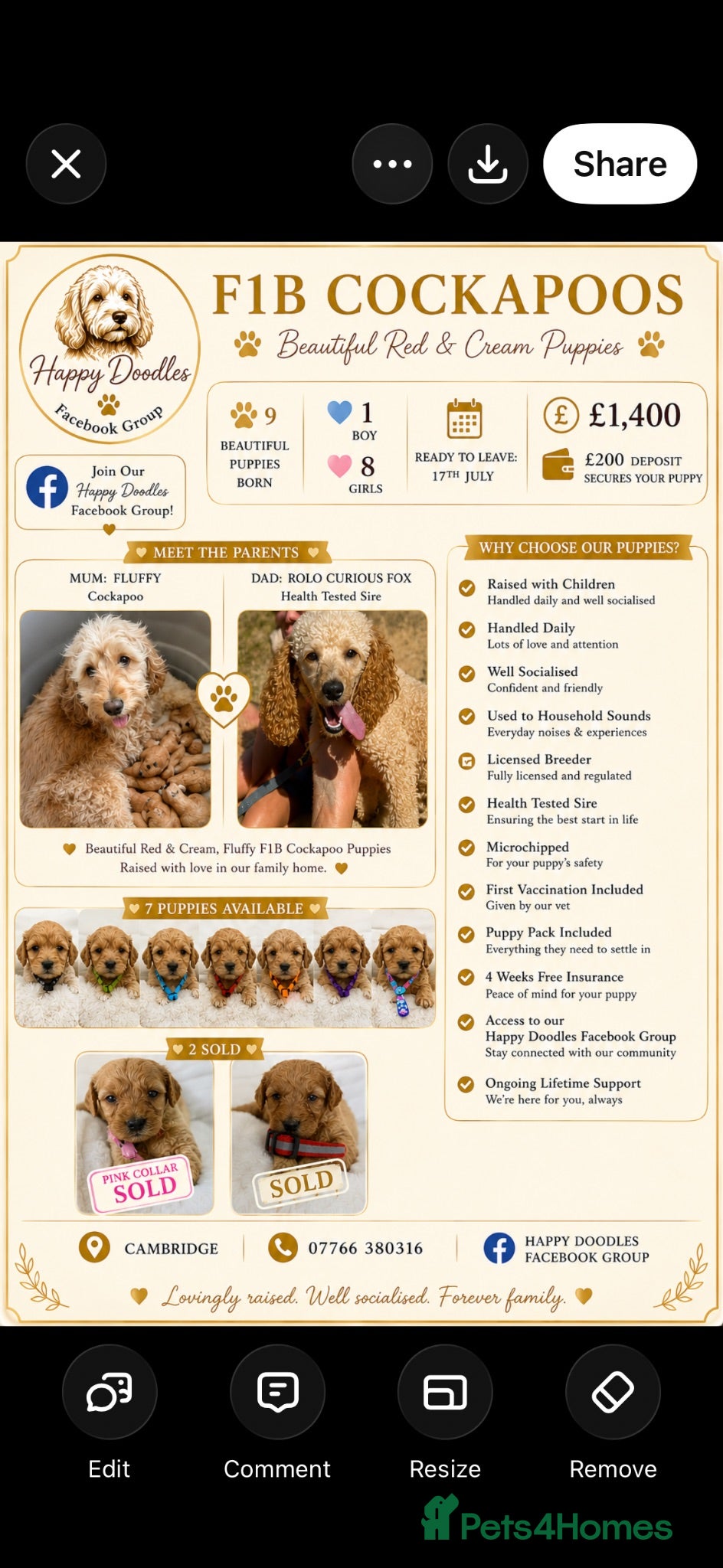 Cockapoo dogs F1b cream and red cockapoos very curly  - Advert 6