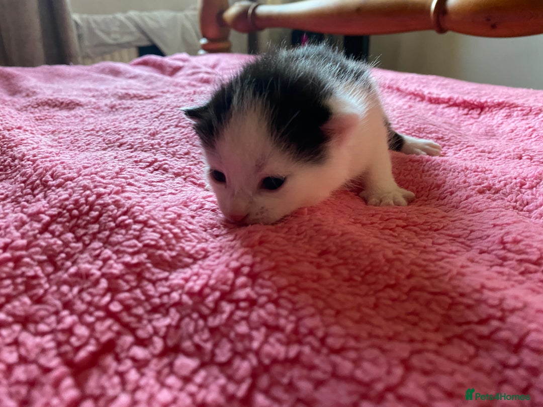 British Shorthair cats for sale: Beautiful baby kittens ready 23rd Dec - Advert 13