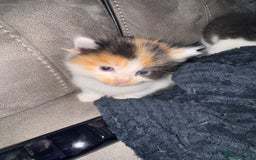 Mixed Breed cats for sale: Fluffy kittens - Image 16