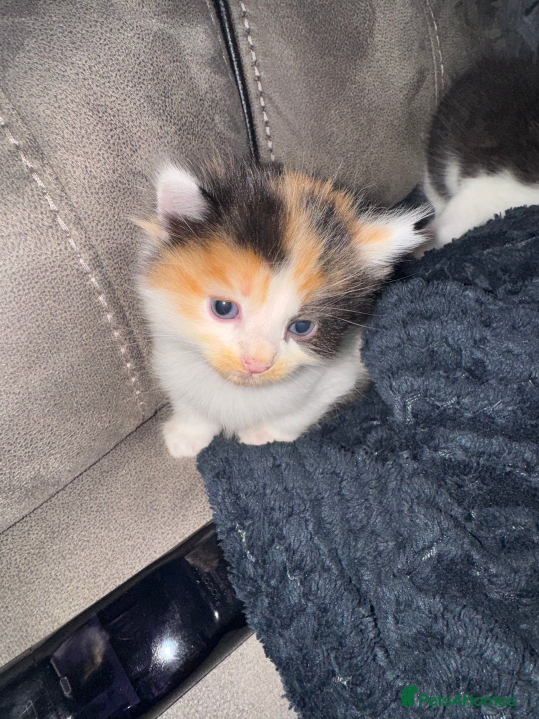 Mixed Breed cats for sale: Fluffy kittens - Image 16