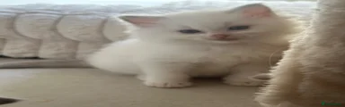 Ragdoll 3