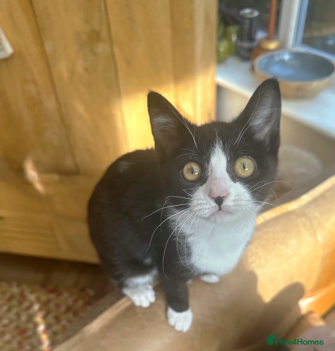 Mixed Breed cats for sale: British shorthair x Sphynx  in Pontefract - Advert 5