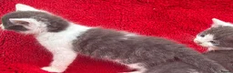 Ragdoll cats for sale: Grey and white Ragdoll X male  - Advert 5