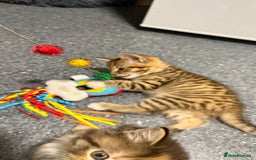 Mixed Breed cats for sale: Kittens - Image 3