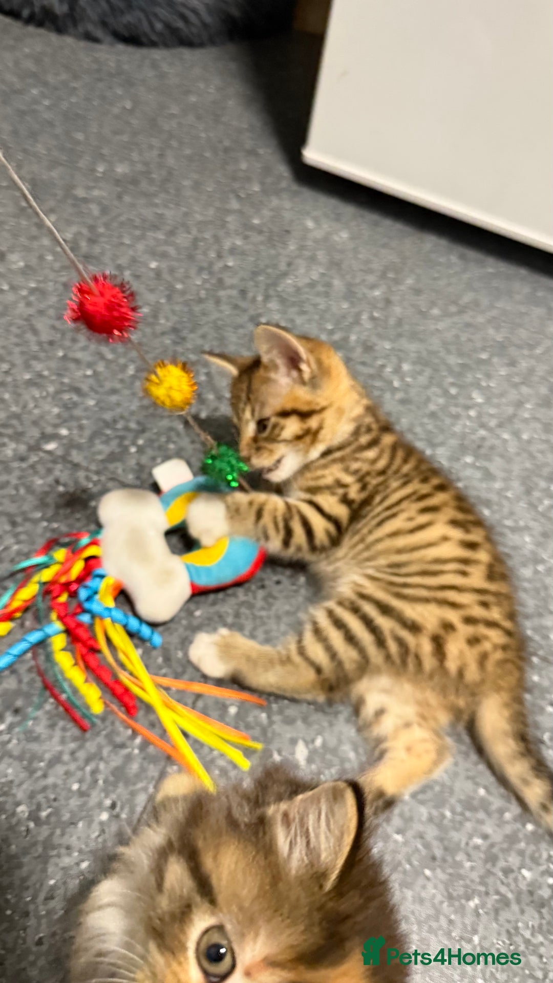 Mixed Breed cats for sale: Kittens - Image 3