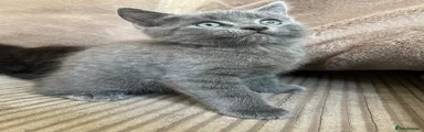 Grey male