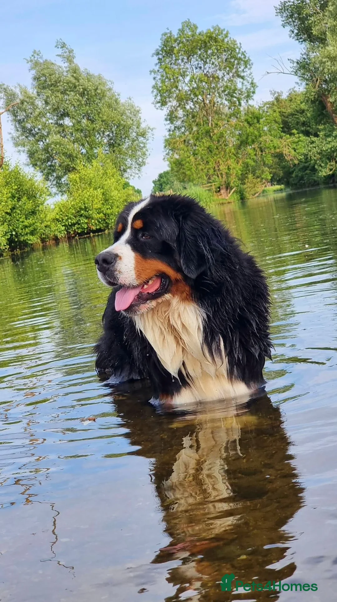 Bernese Mountain Dog dogs for stud: Stunning proven stud dog  - Advert 3