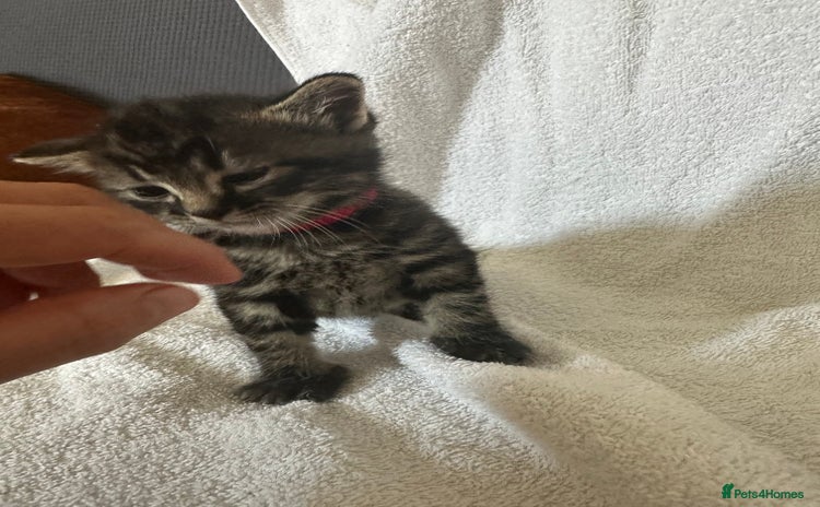 Domestic Shorthair cats - Advert 1