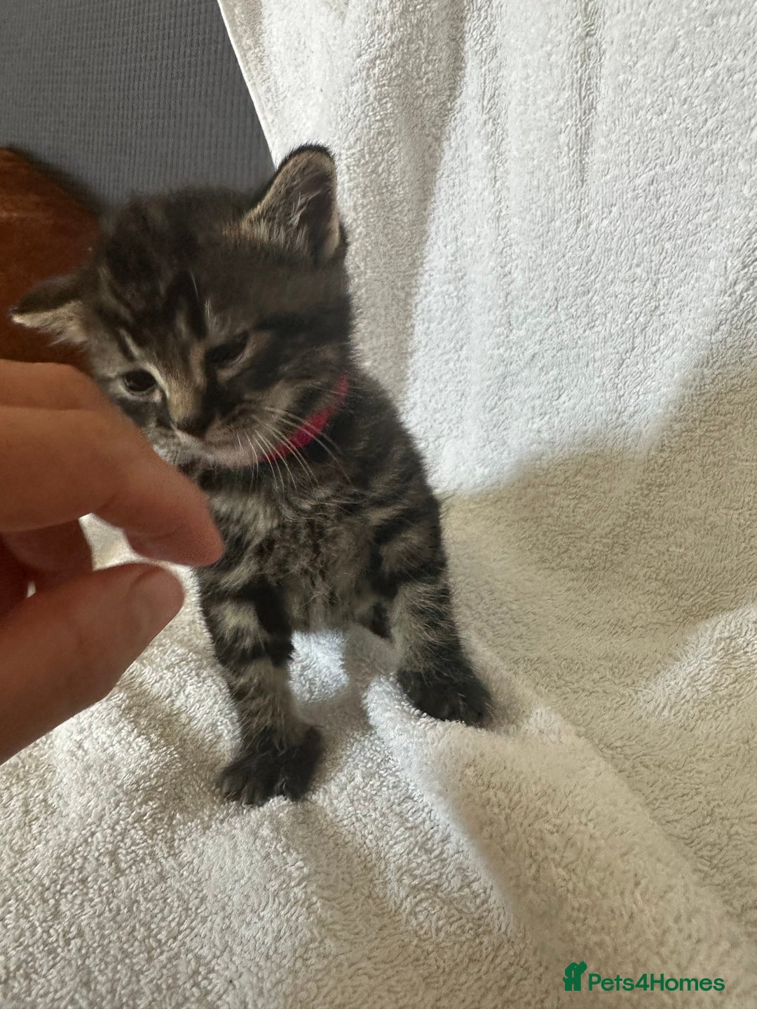 Domestic Shorthair cats for sale: Lovely tabby and black kittens - Image 1