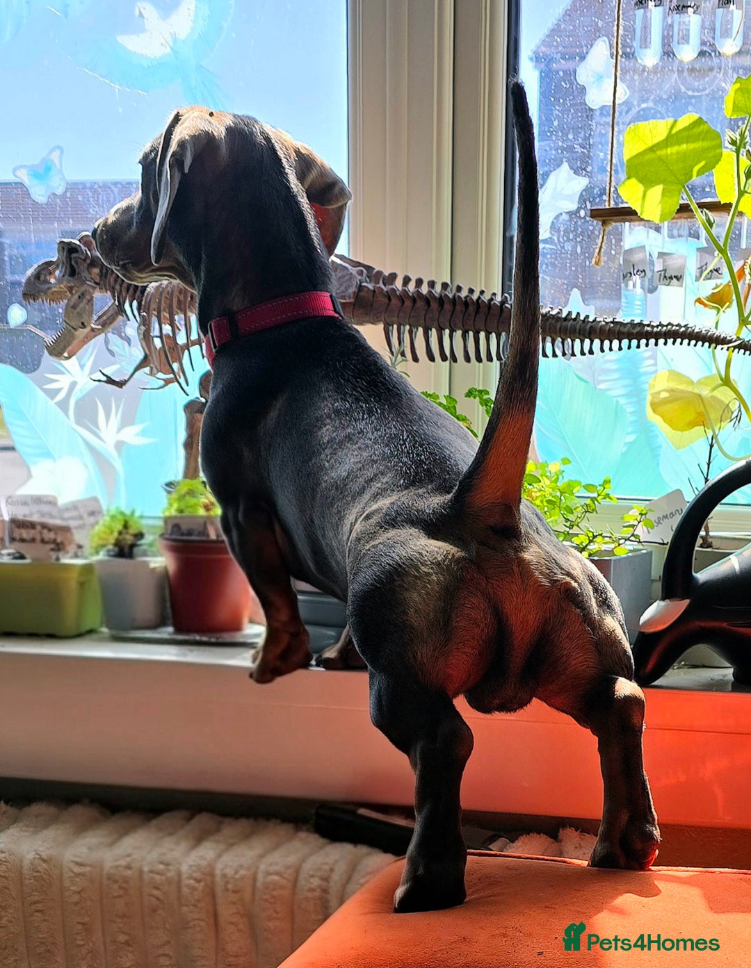Dachshund dogs for stud: For Stud - Image 3