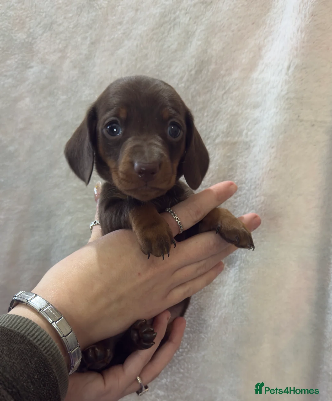 Miniature Dachshund dogs for sale: Beautiful KC Miniature Dachshunds Puppies  - Advert 12