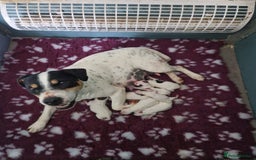 Jack Russell dogs for sale: Proper Jack Russell Puppy For Sale - Image 1