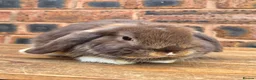 Mini Lop rabbits for sale: Friendly Handled Mini Lop Boy - Advert 4