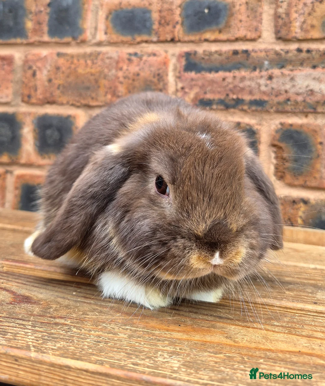 Mini Lop rabbits for sale: Friendly Handled Mini Lop Boy - Advert 4
