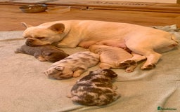 French Bulldog dogs for sale: fluffy french bulldogs - Advert 12